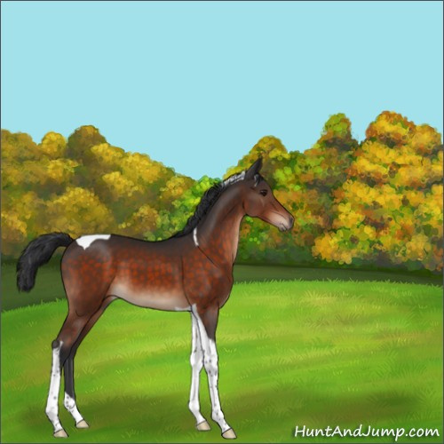 Horse Color:Brown Tobiano 
