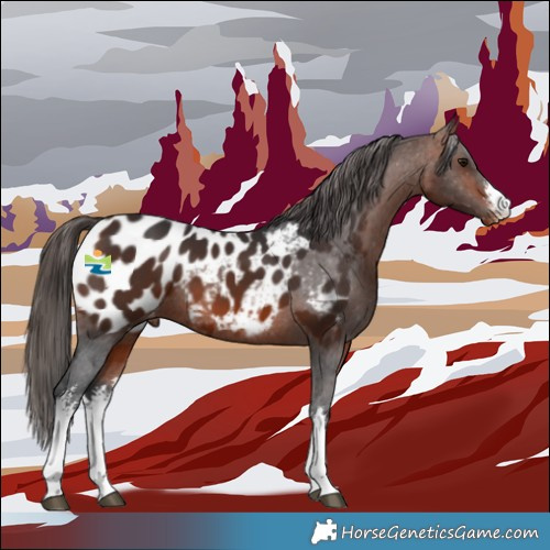 Horse Color:White Spotted Brown Appaloosa 