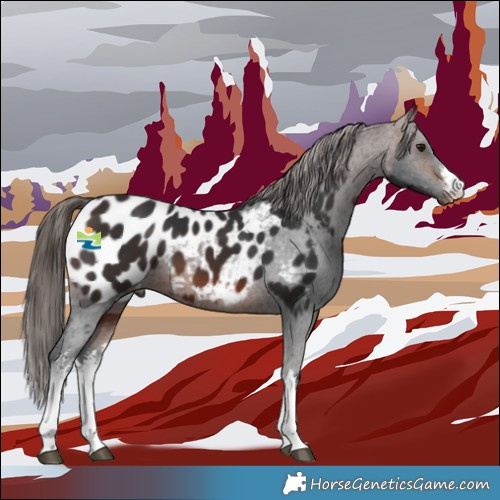 Horse Color:White Spotted Brown Appaloosa 