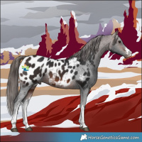 Horse Color:White Spotted Brown Appaloosa 