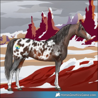 Horse Color:White Spotted Brown Appaloosa 