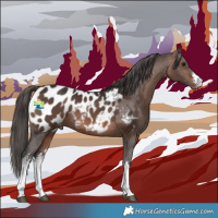 Horse Color:White Spotted Brown Appaloosa 