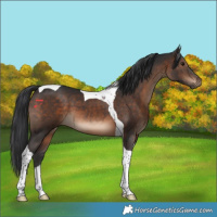 Horse Color:Brown Tobiano 