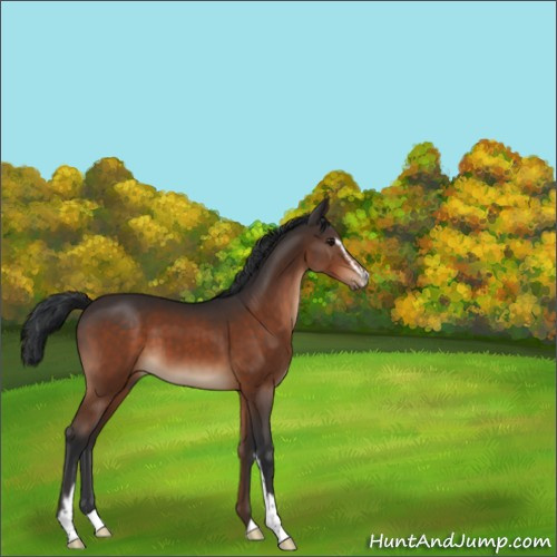 Horse Color:Brown Sabino 