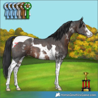Horse Color:Brown Sabino Tobiano 