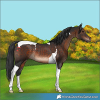 Horse Color:Brown Tobiano Rabicano 
