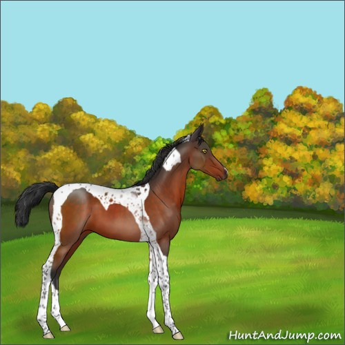 Horse Color:Brown Tobiano 