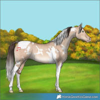 Horse Color:White Spotted Amber Champagne Dun Tobiano 