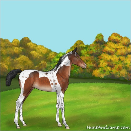 Horse Color:Brown Tobiano 