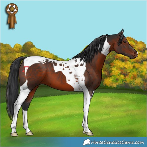 Horse Color:Brown Tobiano 
