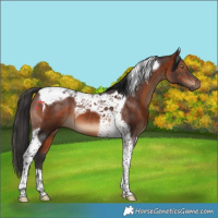 Horse Color:Bay Tobiano 