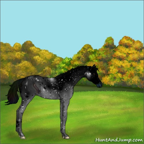 Horse Color:ERROR: UNKNOWN ANOMALY