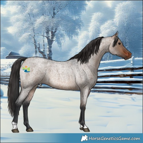 Horse Color:Brown Roan Dun 