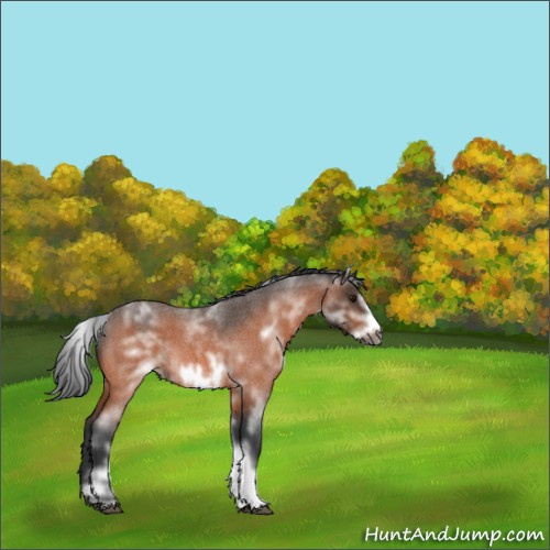 Horse Color:White Spotted Bay Roan Frame 