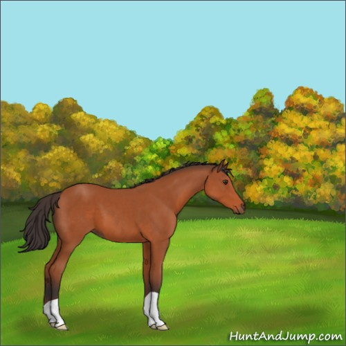 Horse Color:Brown 