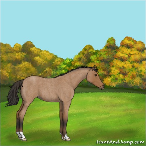 Horse Color:Bay Roan 