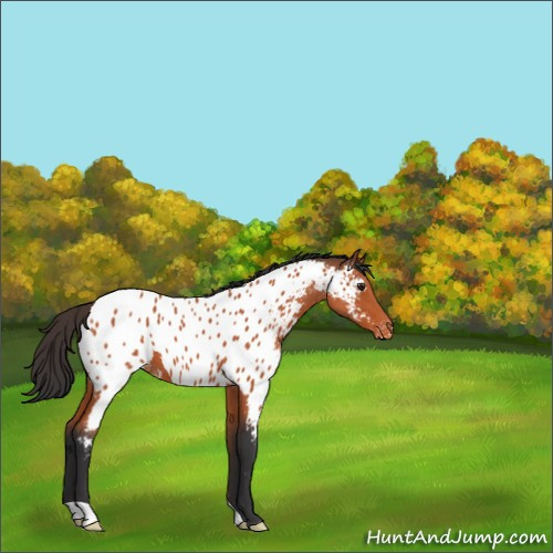 Horse Color:Brown Roan Appaloosa 