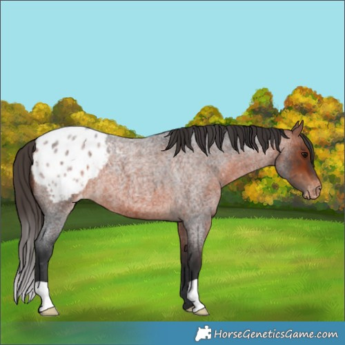 Horse Color:Bay Roan Appaloosa 