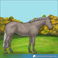 Horse Color:Silver Grullo 