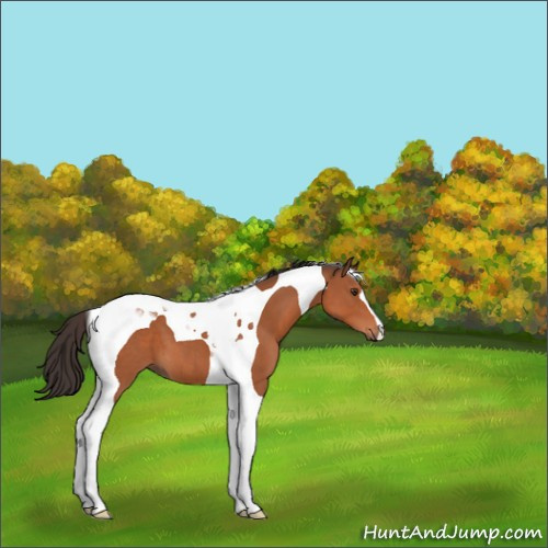 Horse Color:Brown Tobiano 