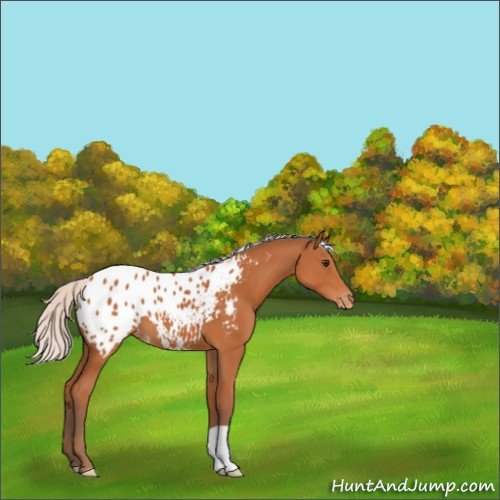 Horse Color:Silver Bay Appaloosa 