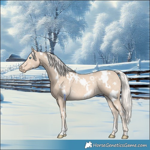 Horse Color:White Spotted Cremello Rabicano 