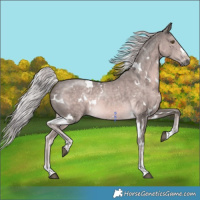 Horse Color:Platinum White Spotted Chocolate Palomino