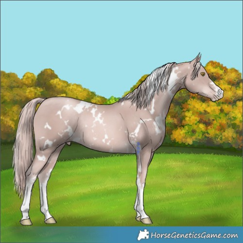 Horse Color:Platinum White Spotted Gold Champagne Sabino Rabicano 