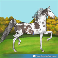 Horse Color:Platinum White Spotted Liver Chestnut Splash 