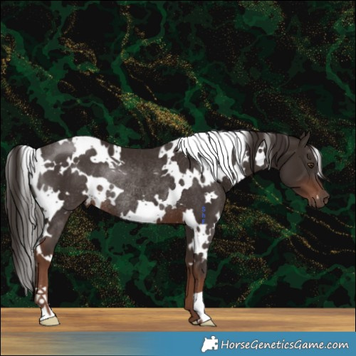 Horse Color:White Spotted Liver Chestnut Rabicano 