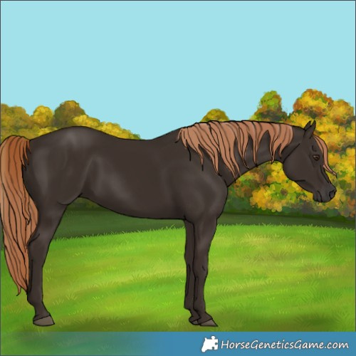 Horse Color:Liver Chestnut Rabicano 