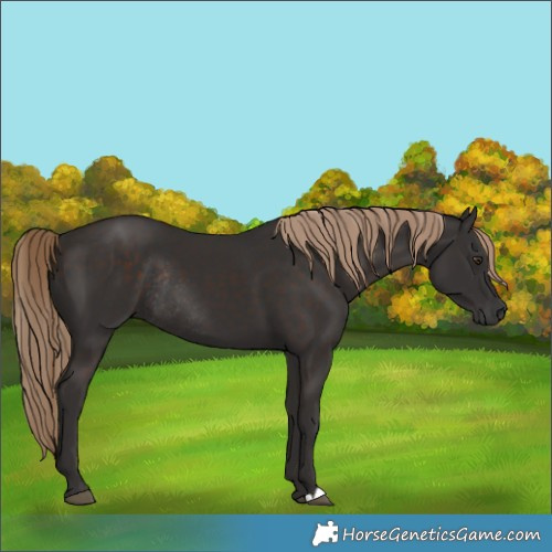 Horse Color:Liver Chestnut Rabicano 