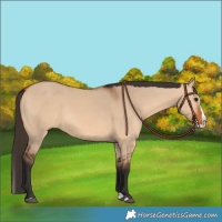Horse Color:Bay Dun Splash 