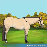 Horse Color:Buckskin 