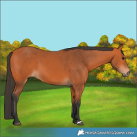 Horse Color:Bay 