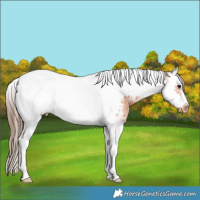 Horse Color:Bay Splash Tobiano Frame Near Leopard Rabicano 