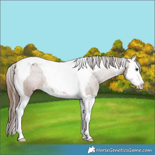 Horse Color:Bay Splash Tobiano Appaloosa 