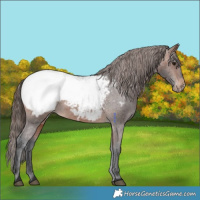 Horse Color:Brown Appaloosa 