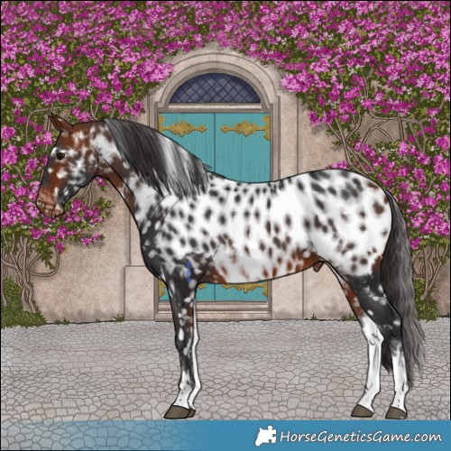 Horse Color:White Spotted Bay Appaloosa 