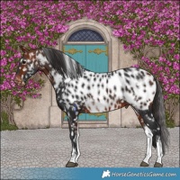 Horse Color:White Spotted Bay Appaloosa