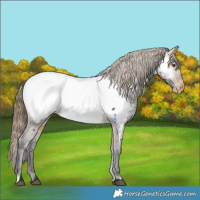 Horse Color:Buckskin Appaloosa Rabicano 