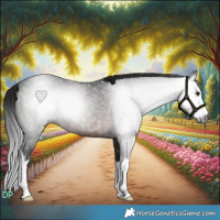 Horse Color:Gray White Spotted Brown Rabicano 