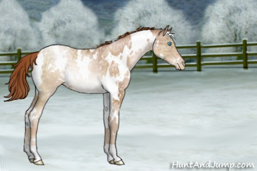 Horse Color:White Spotted Buckskin Ice Pearl Rabicano 
