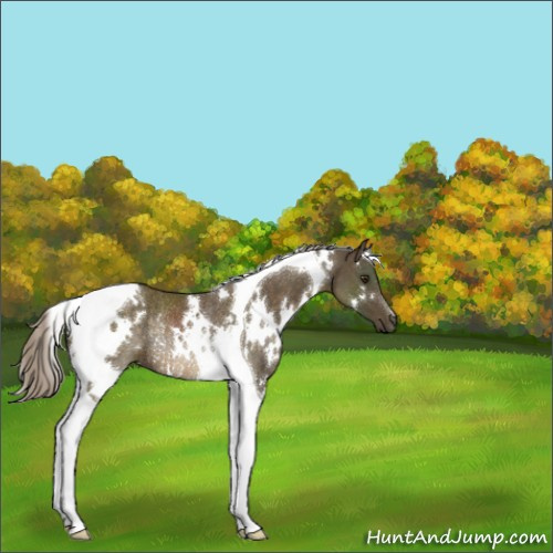 Horse Color:White Spotted Chocolate Palomino Tobiano Rabicano 