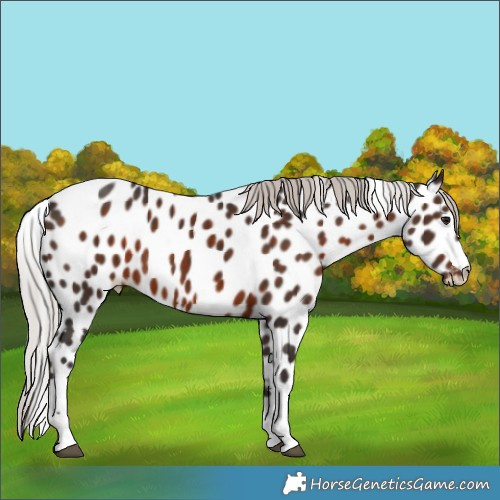 Horse Color:Silver Brown Appaloosa Rabicano 