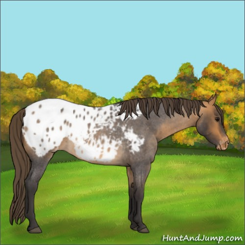 Horse Color:Buckskin Roan Appaloosa 