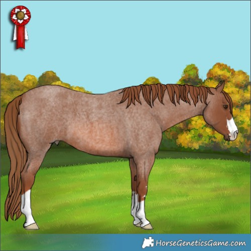 Horse Color:Red Roan 
