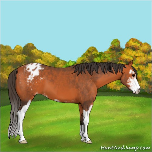 Horse Color:Bay Sabino Appaloosa 