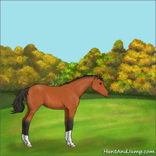 Horse Color:Bay 