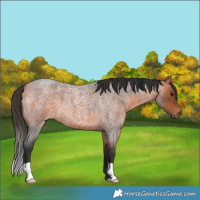 Horse Color:Bay Roan 